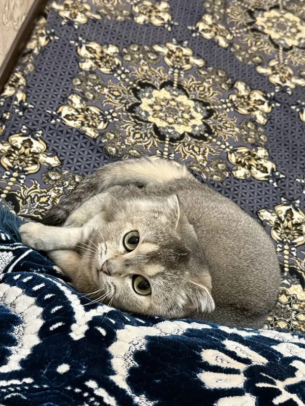 Oshxonada tez porno tomosha qiling