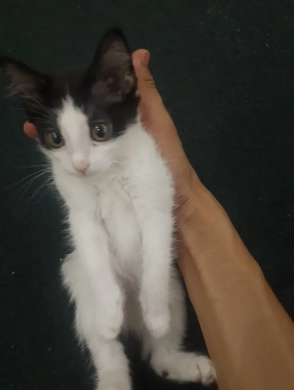 кошка. . кошка. .