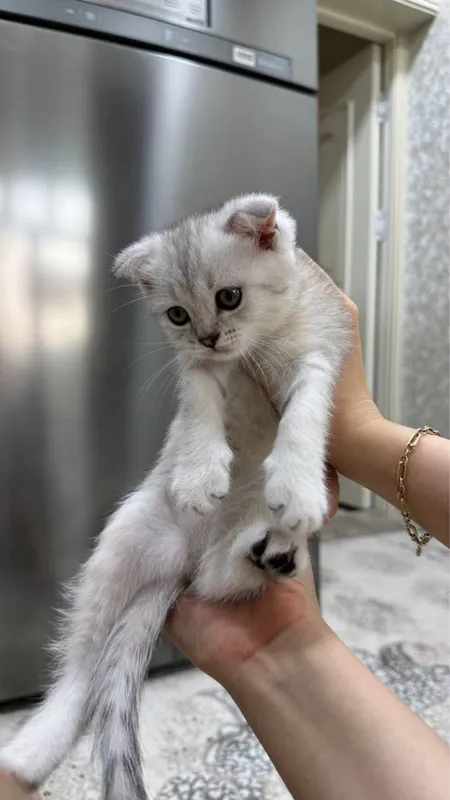 Продаются котята скоттиш фолд/страйт (серебристая шиншилла) 1 Продаются котята скоттиш фолд/страйт (серебристая шиншилла) 1