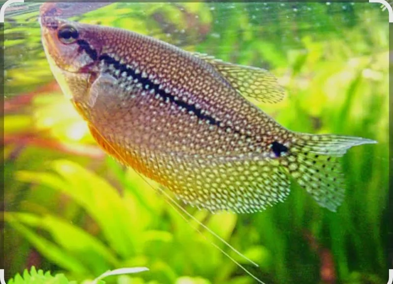 Akvarium baliklari