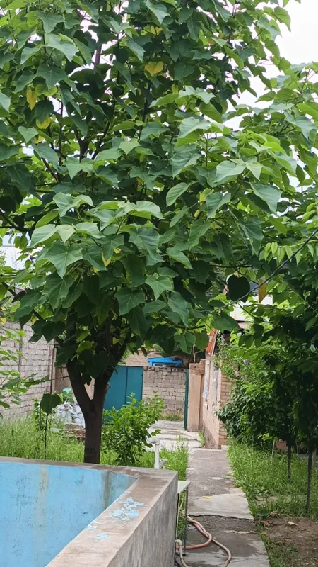 СВОЯ! СРОЧНО ПРОДАЁТСЯ УЮТНАЯ ДАЧА В Далаховли недалеко от Янги Узбеки — фото 5