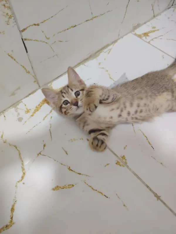 Отдам котят в добрые руки 3 Отдам котят в добрые руки 3