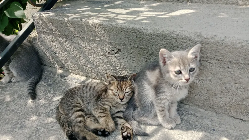 отдам в хорошие руки 2