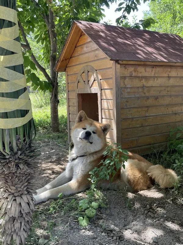 Akita Inu, 2 yosh, erkak, hujjatli 2 Akita Inu, 2 yosh, erkak, hujjatli 2