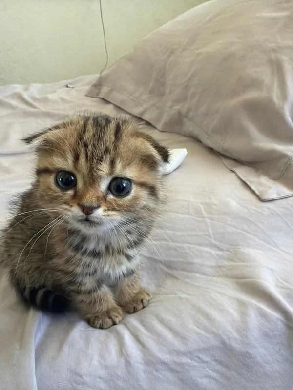 Scottish fold golden shaded 2 oylik 1 Scottish fold golden shaded 2 oylik 1