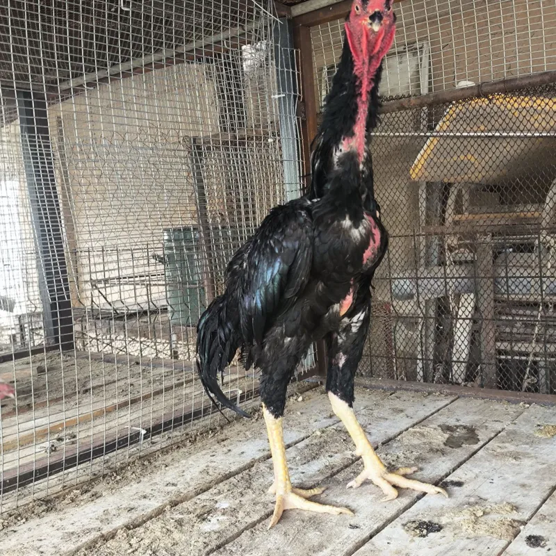 Dakan xoʻroz . Zotdor 3