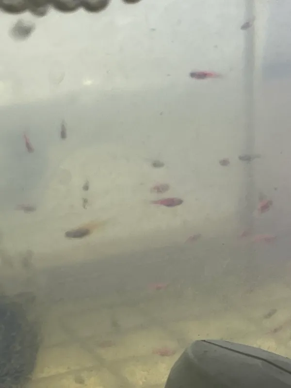 Baliq danio Glofishlar sotiladi maleklar
