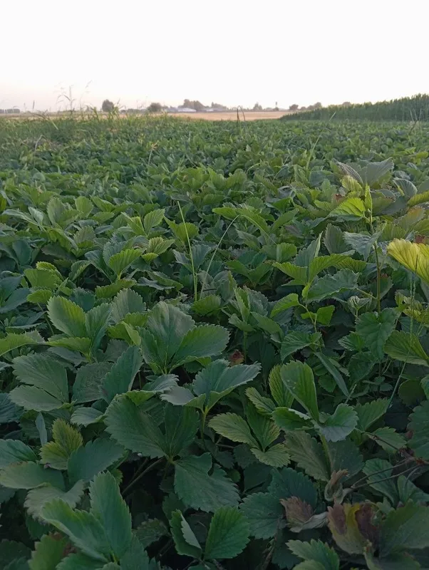 Qulpunay yer koʻchat Kiler Alba kareskiy Soʻlixan — фото 5 Qulpunay yer koʻchat Kiler Alba kareskiy Soʻlixan — фото 5