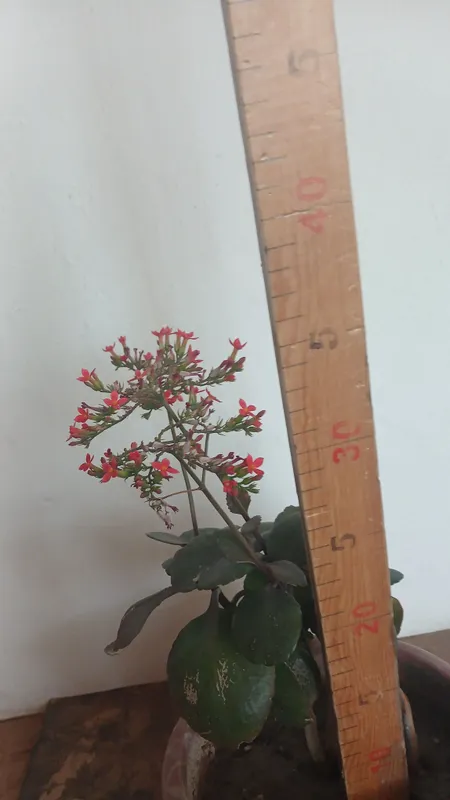 qoshiqcha guli  mayda gullible bargidan  koʻpayadi — фото 3