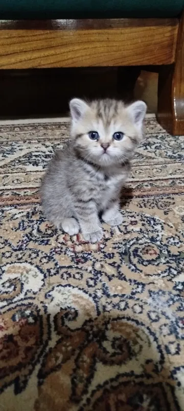 продается котенок британец девочка — фото 1