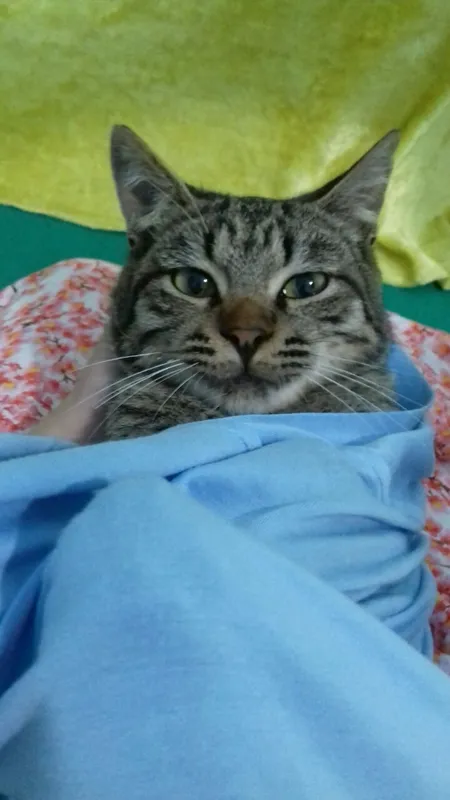 отдам котика в хорошие руки — фото 1