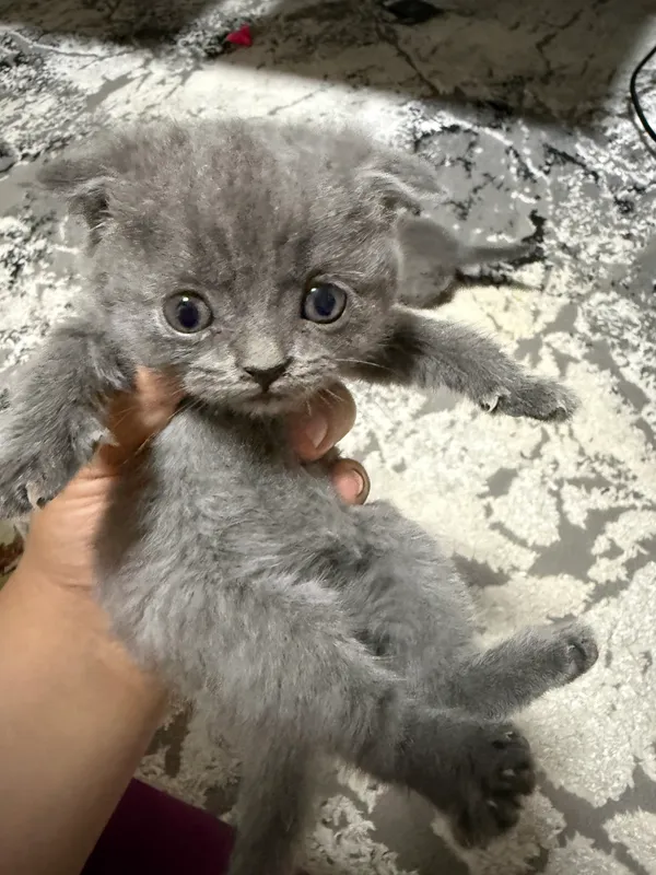 шотландский вислоухий 3 шотландский вислоухий 3