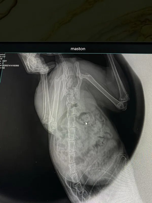 Veterinariya xizmati – It va mushuklar uchun tezkor yordam! 5