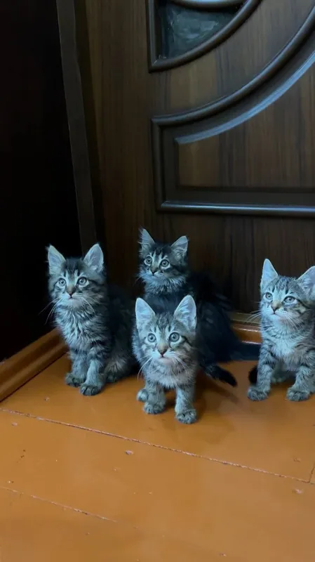 Котята чистые домашние, мама сиамская — фото 2