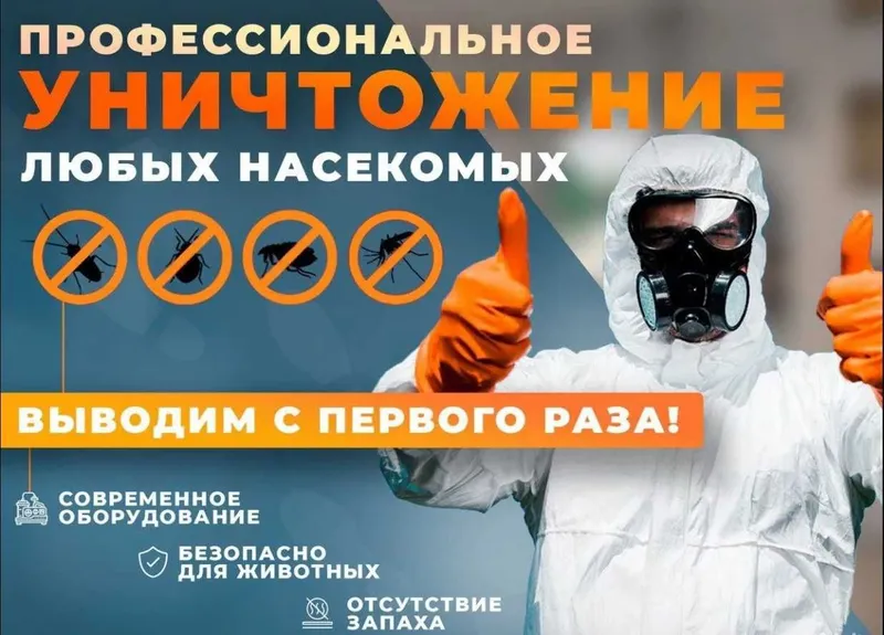 Dezinfeksiya Dizinfeksiya klapa Dizenfeksiya tarakan ilon chayon klopa