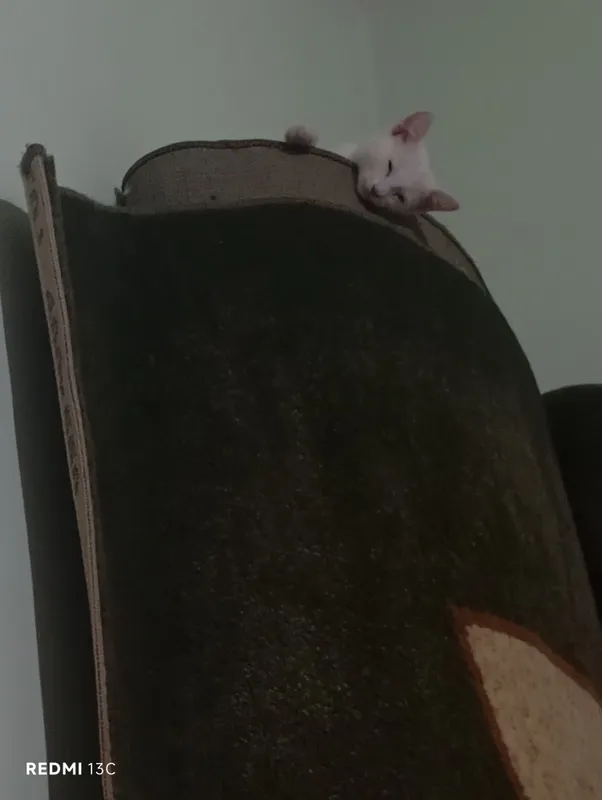 Mushukcha 2