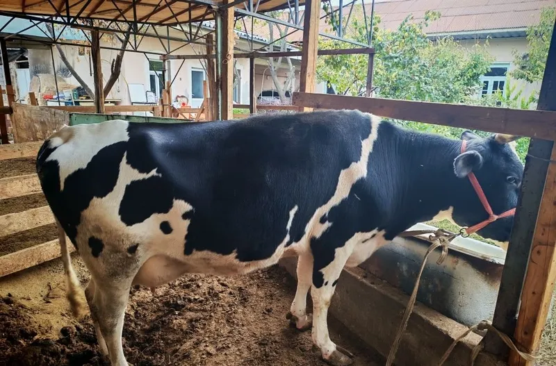 Продаётся корова, отелилась 3 раза 4 Продаётся корова, отелилась 3 раза 4