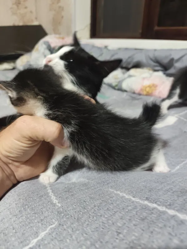 Отдаются даром котята вместе с их мамой.пока котята ещё не кушают сами 5 Отдаются даром котята вместе с их мамой.пока котята ещё не кушают сами 5