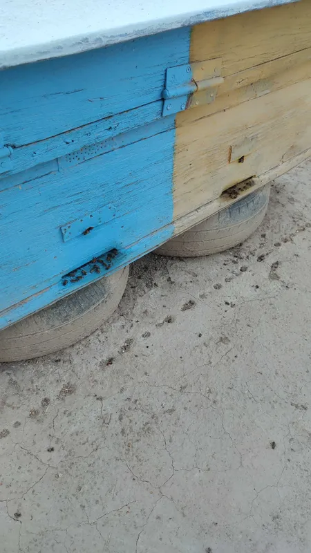 Asalari oilasi komplekt sotiladi 3