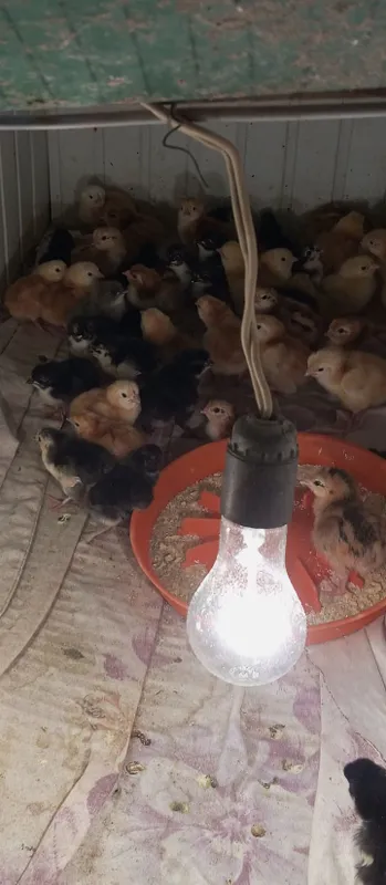 Цыплята жужалар ханхяп