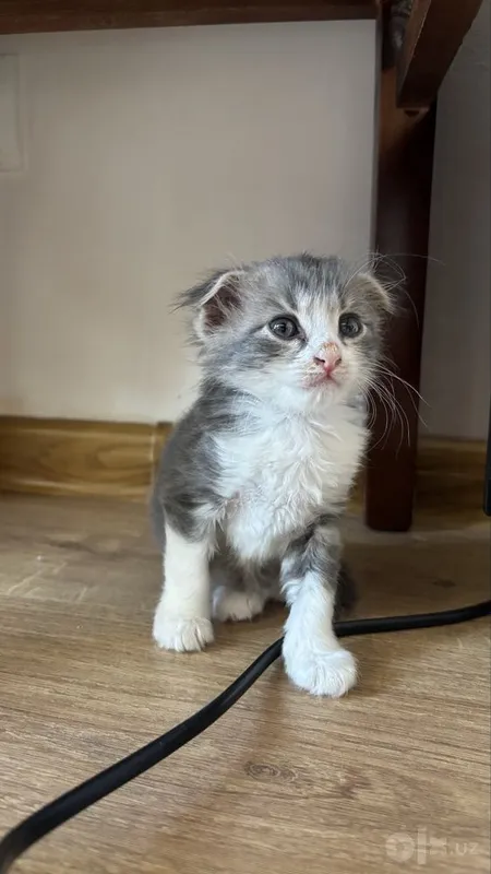 Шотландская вислоуха мальчик 1 Шотландская вислоуха мальчик 1