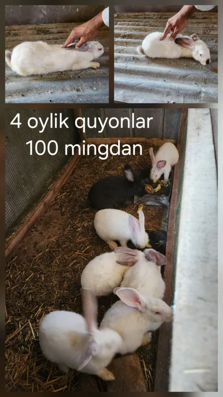Bozordan orzon sifatli quyonlar 2 Bozordan orzon sifatli quyonlar 2