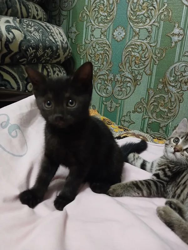 котята бесплатно — фото 2