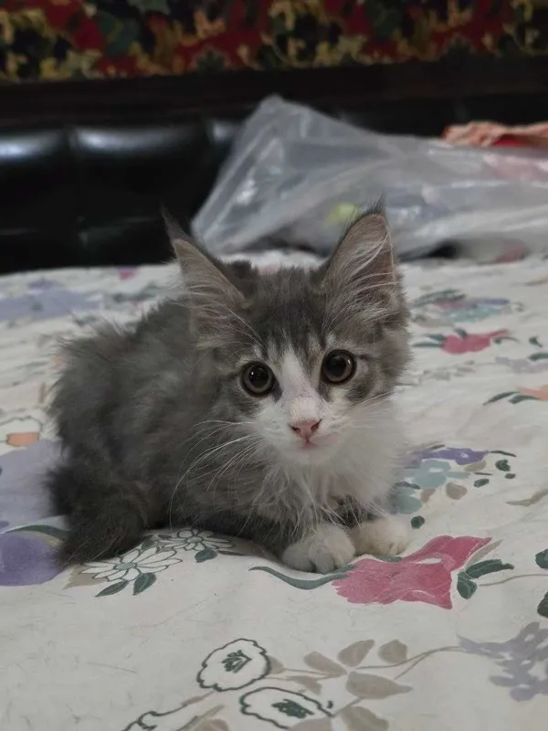 Котёнок, мальчик 2.5 месяца, в добрые руки Котёнок, мальчик 2.5 месяца, в добрые руки