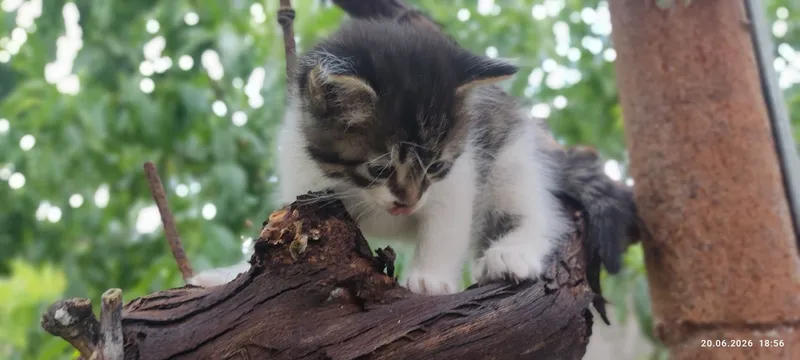 Продаются котята 1 Продаются котята 1