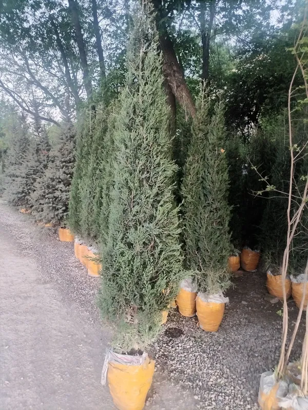 MAJVINNIK 2.5 metr