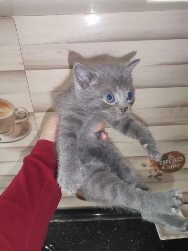 Мушук скотиш фолд — фото 2