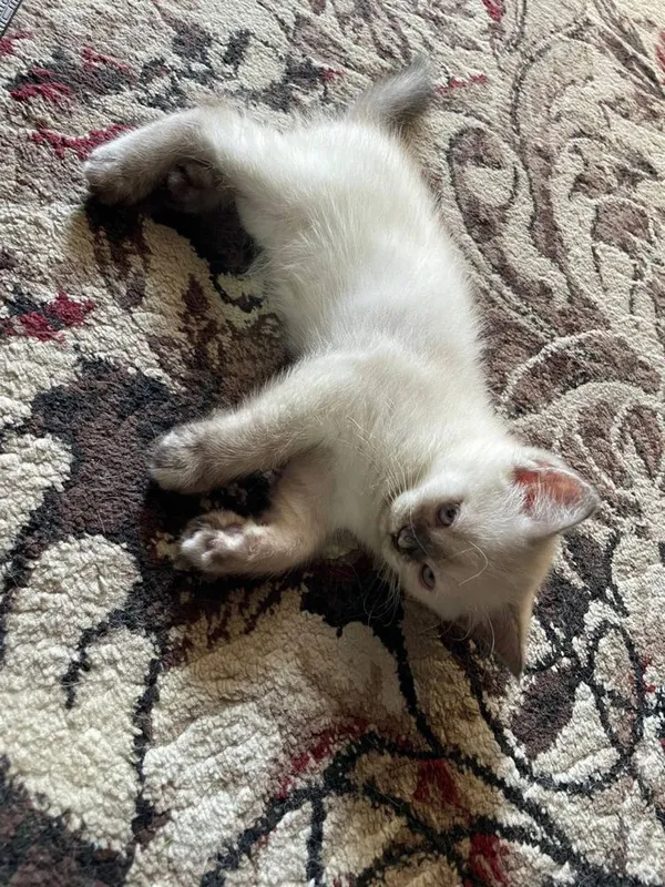 British shorthair 2 British shorthair 2