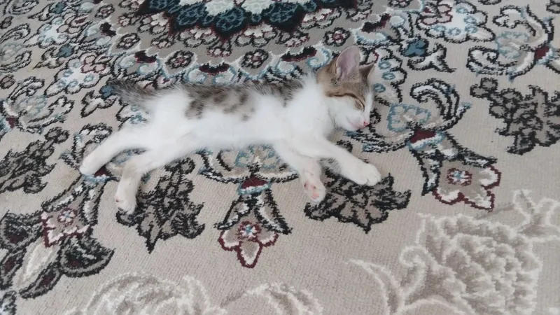Hadiyaga 2oyli mushukchala beramiz