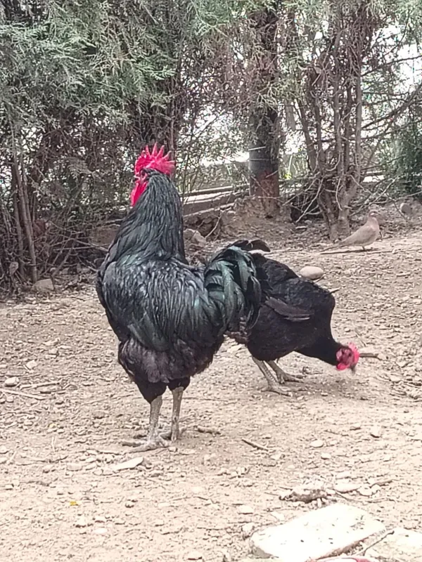 Qora shahzoda tuhumlari sotiladi