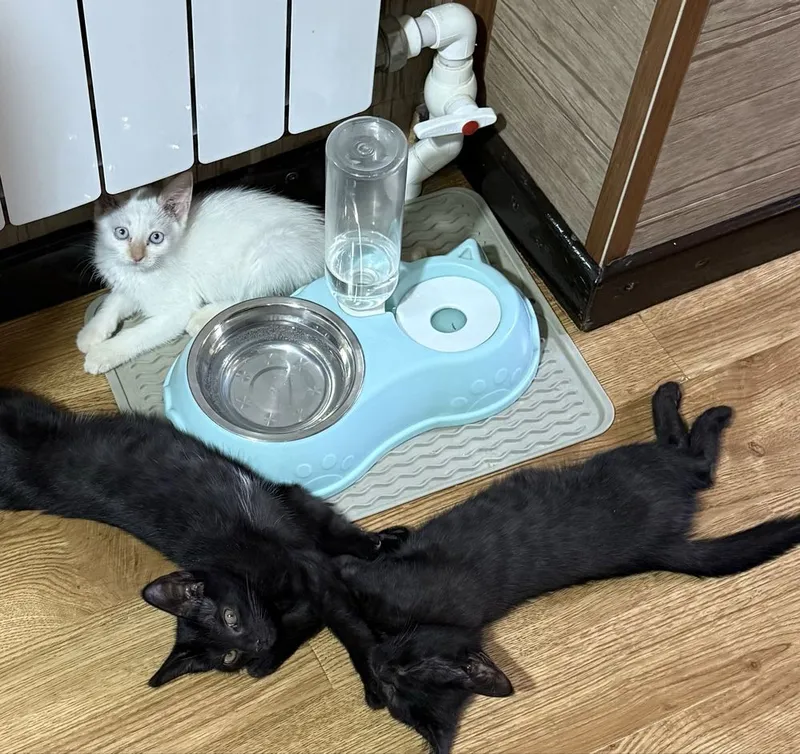 Котята около 2,5 месяцев