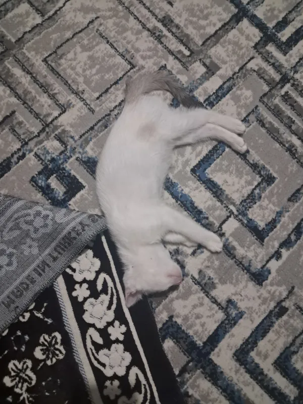 Mushukchasini bepul beraman 9 Mushukchasini bepul beraman 9