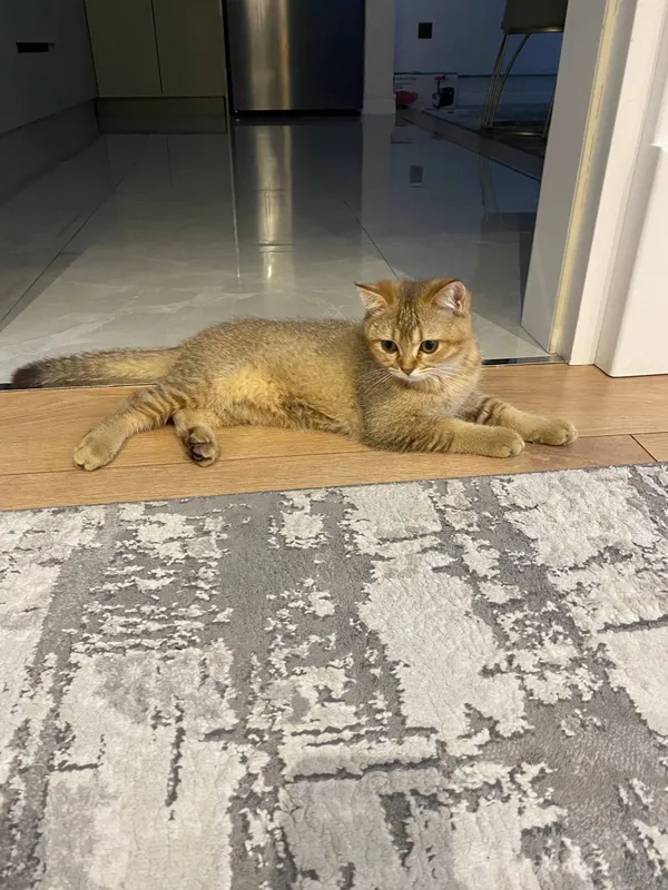 Котёнок 1 Котёнок 1