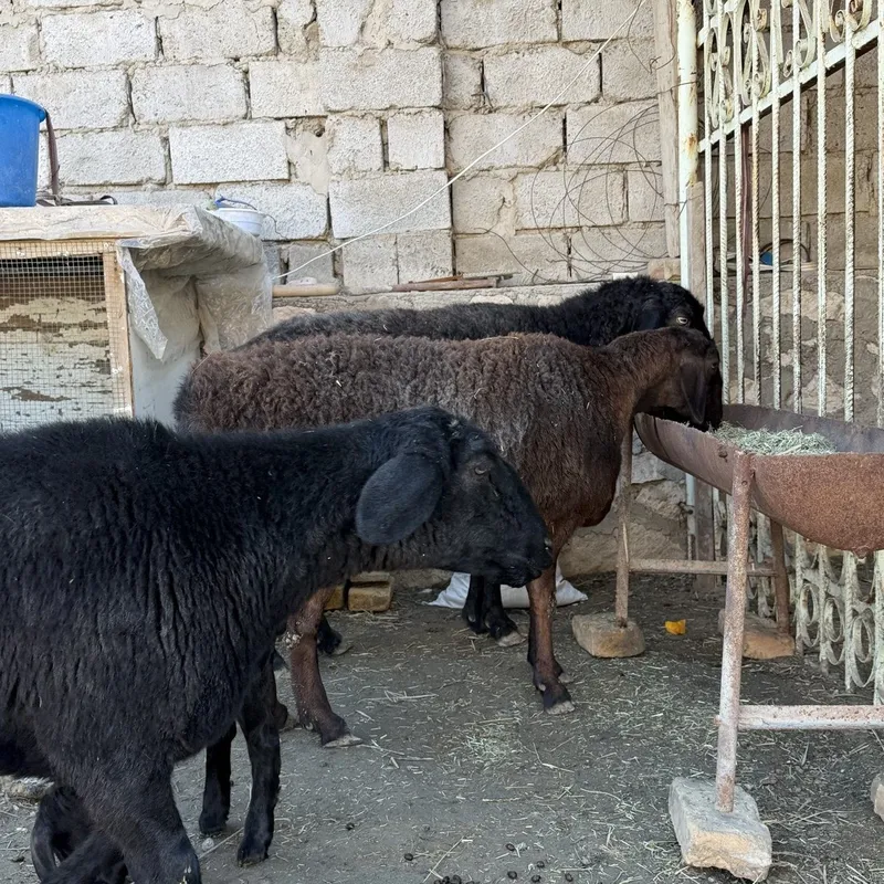 Куйлар сотилади сим жун