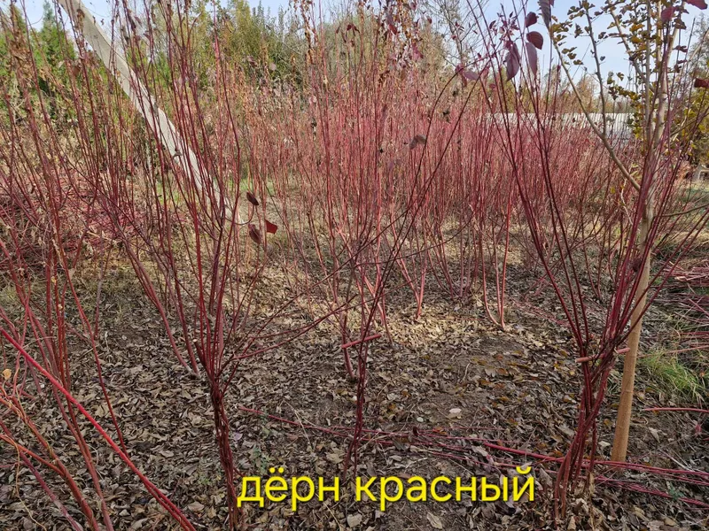 Нандина, Бересклет крылатый, Дёрен красный, Ель канадская, Скайрокет. — фото 1