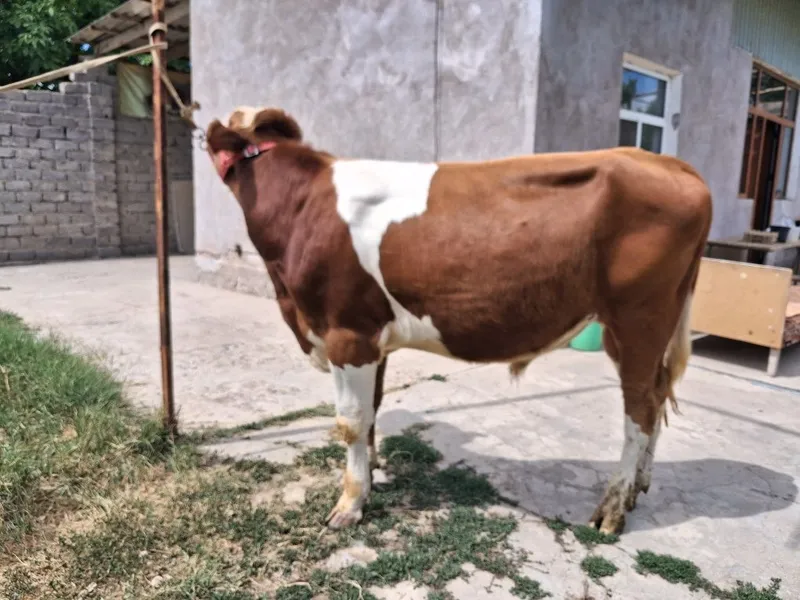 Buqa Simmental . 4