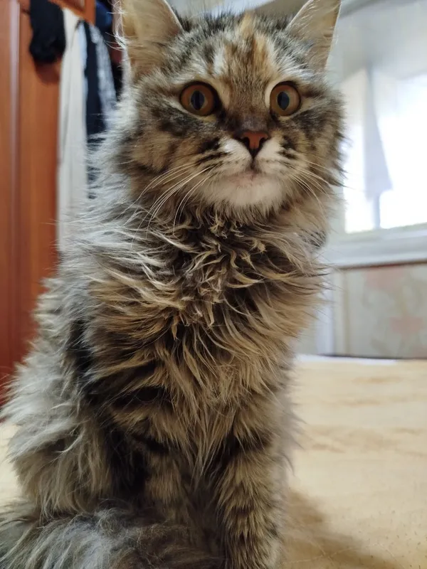 кошка 1 кошка 1