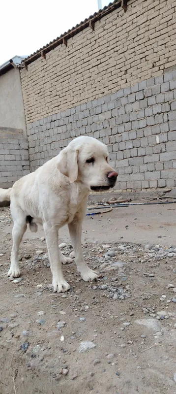 Labrador judayam aqilli — фото 1