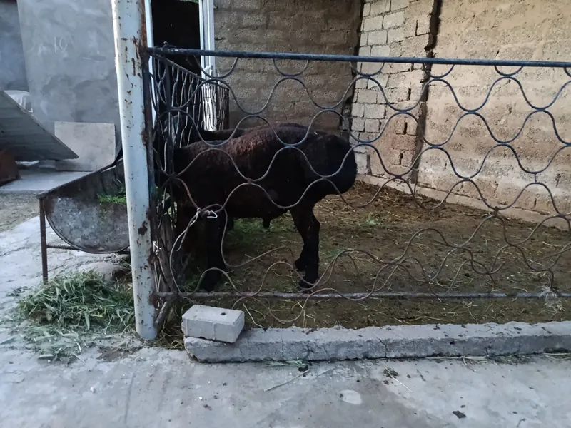 Qochqor bor qurbonlika uyda boqilgan — фото 1