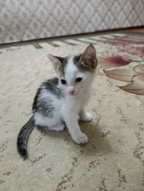1.5 oylik aqilli mushukcha