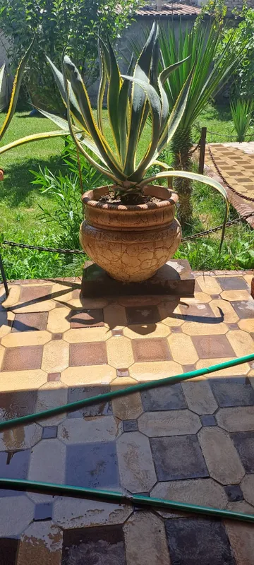 Agava gullari 2ta 1 Agava gullari 2ta 1