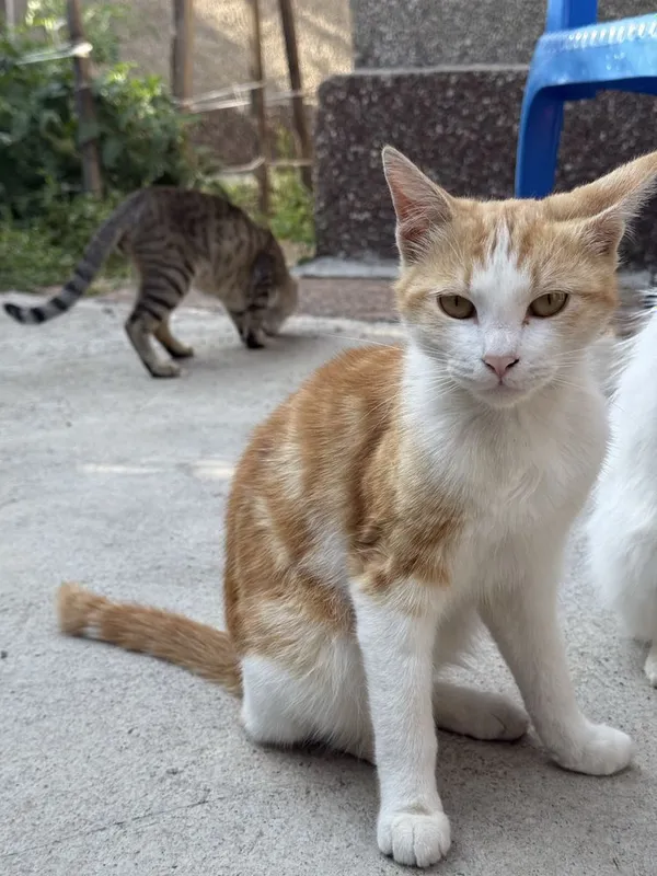 Отдадим котят бесплатно все мальчики 8 Отдадим котят бесплатно все мальчики 8