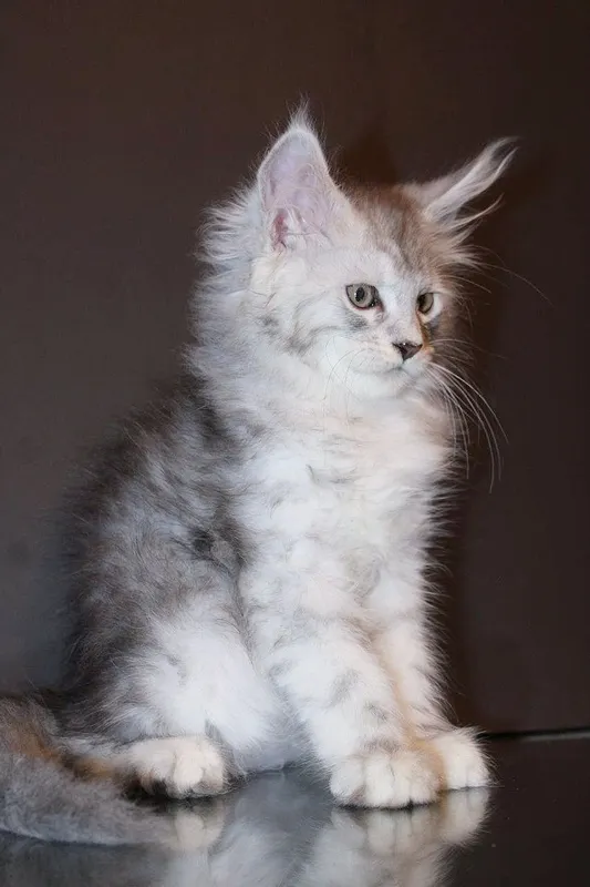 Мейн-кун котята серебро — фото 2