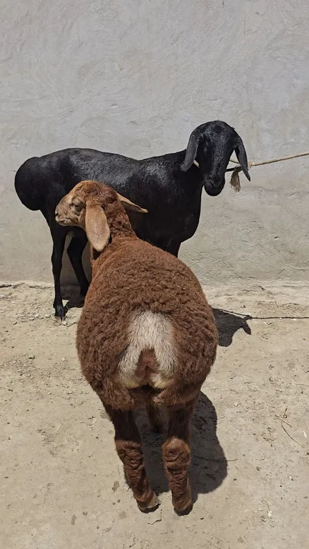 Arashan ona bola 2