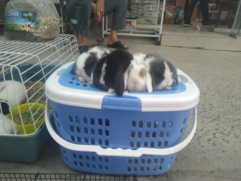 Karlik quyonlar sottiladi 2 Karlik quyonlar sottiladi 2