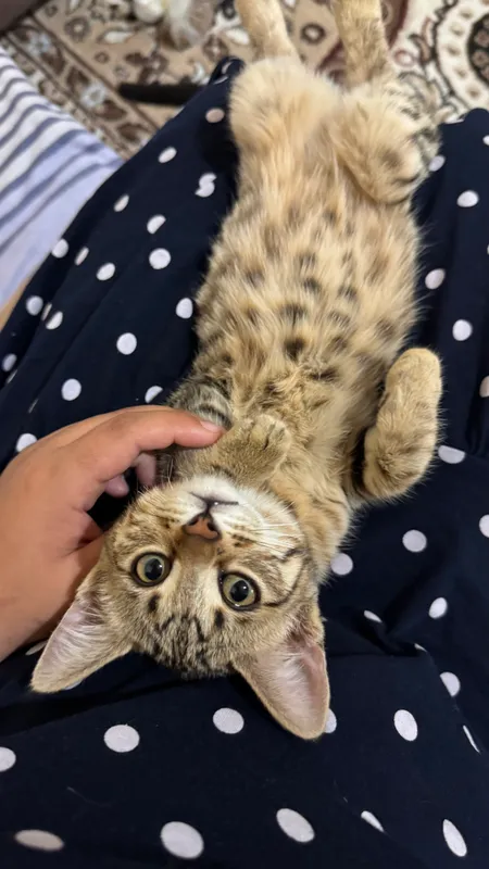 Бенгальская кошка 3 Бенгальская кошка 3